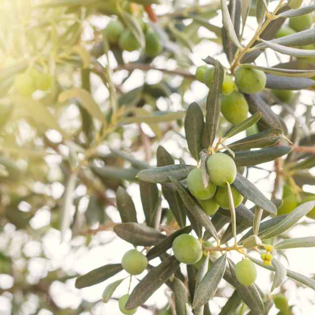 Olivicultura, Elaiotecnia y mercados del aceite